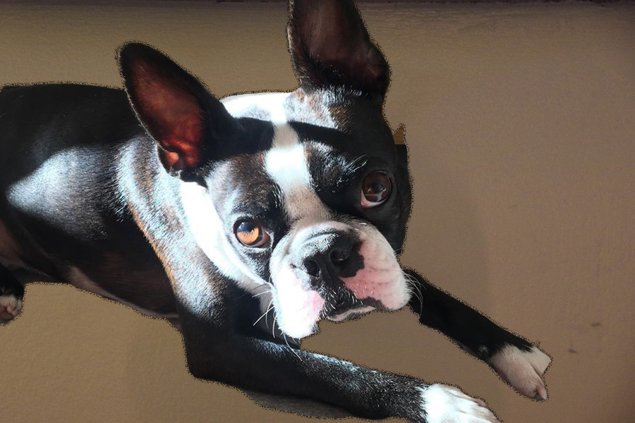 Lokalhund Sunny